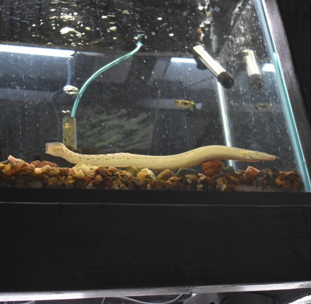 Live Tire Track Zig Zag Eeel (9-10" Freshwater Aquarium Fish) PLS READ DESCR 5