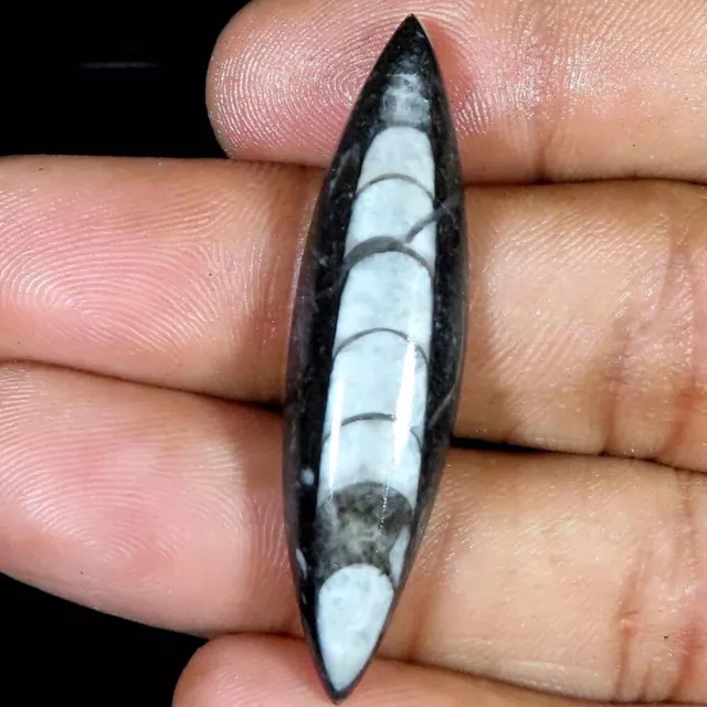 (11x45x05 MM) 22.15 Cts. Natürlich Fossil Orthoceras Marquise Form Lose