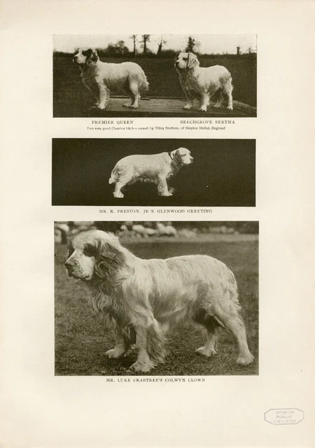 Clumber & Spaniel Named Dogs  Original Antique Dog Print Page From 1906