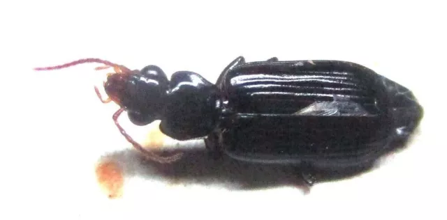 M013 PA : Carabidae species? 10mm****************************************