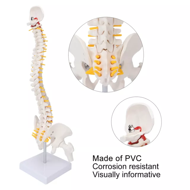 Flexible Spine Model Vertebral Column Human Spine Anatomical Model Skeleton Toy