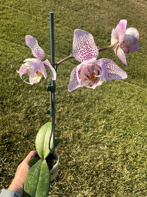 Orchid Phal Phalaenopsis Sogo Diamond 'HLW'. Mericlone. Spike. Actual Plant.