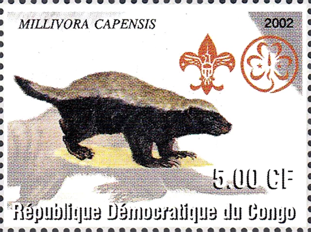 MNH Tier Wildtier Dachs Honigdachs Honig Raubtier Marder Tierwelt Fauna / 125