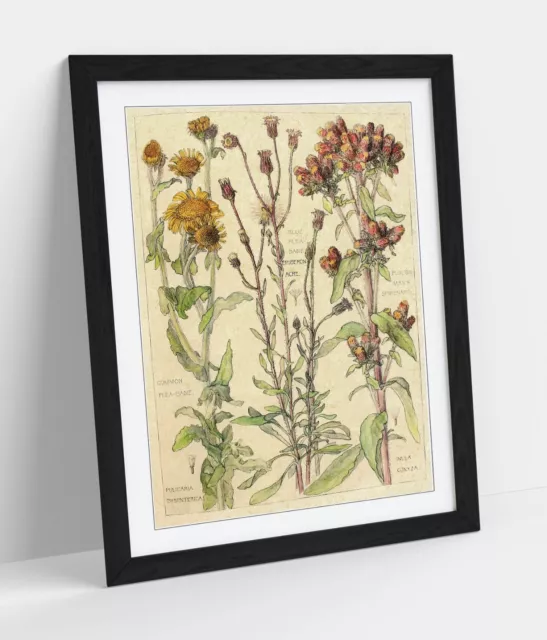 Vintage Botanical Flower Illustrations Home Framed Wall Art Poster Print 4 Sizes