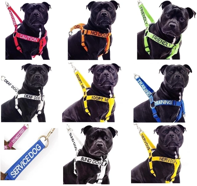 Strong As Leather Staffy Staff Staffie Dogs Harness Lead Leash Collar Or Sets