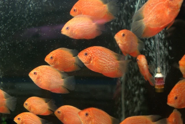 1 Live Premium Red Spotted/Super Red Severum Cichlid Live Tropical Fish 2-3 Inch