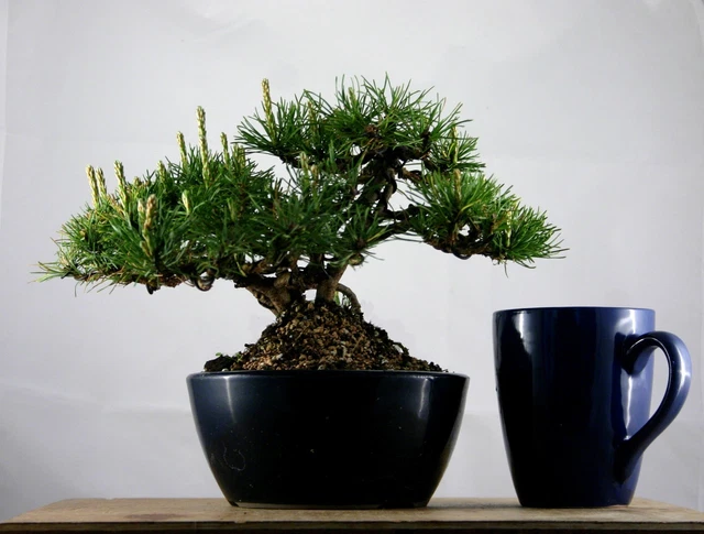 PINUS MUGO PUMILIO (Dwarf Mountain Pine) Shohin Semi Cascade/Clump Bonsai -  Koi 149.00 - PicClick UK