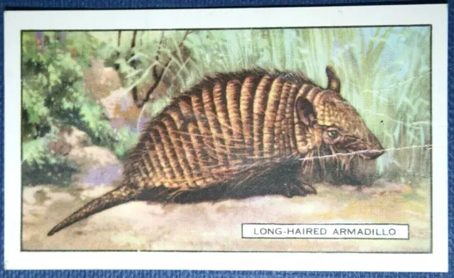 LONG HAIRED ARMADILLO   Vintage 1937 Illustrated Wildlife Card  CD12M