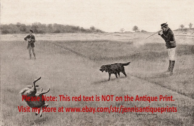 Dog Flat-Coated Retriever Hunting Rifle Firearms Rabbit Shot 1890s Antique Print