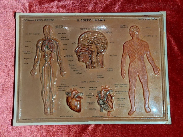 3B Scientific tavola anatomica Poster Il Sistema Nervoso Periferico cod, poster