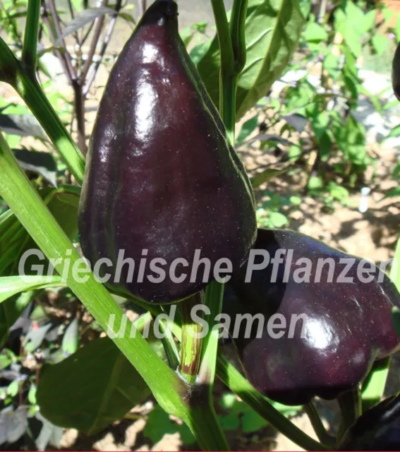 🔥Tomaten Chili Paprika Gurke Mais Bohnen Kürbis Karotten Zucchini Melonen Samen