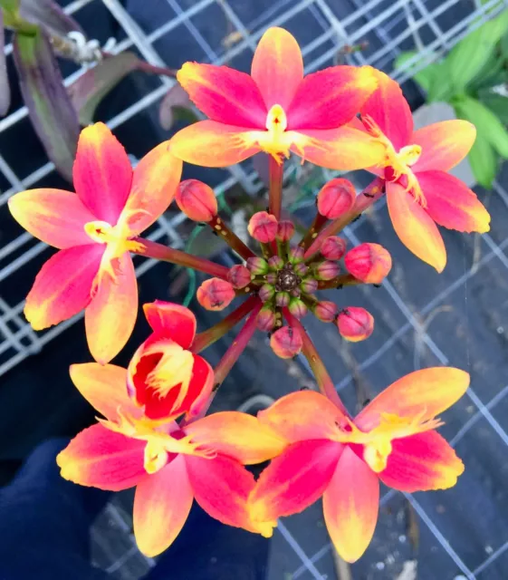 Reed Stem Epidendrum Orchid Comet Valley "Orange" x Pacific Candypops"Two Tone"
