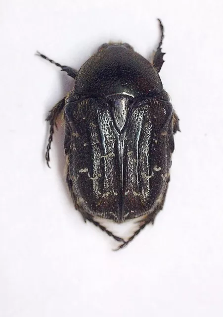 Scarabaeidae, Cetoniinae Euphoria sepulcralis sepulcralis USA (New Jersey)