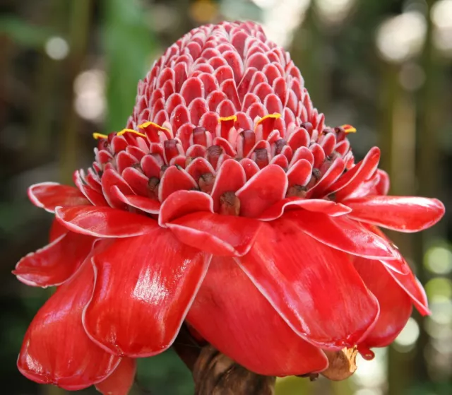 SAMEN Duftwunder der Rote Fackel Ingwer Blume angesagt Wintergarten Deko Blume
