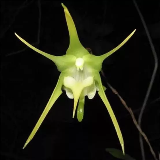 Species Orchid - Aeranthes grandiflora