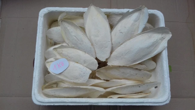 2 Kg. os de seiche 14-23 cm. phosphore calcium