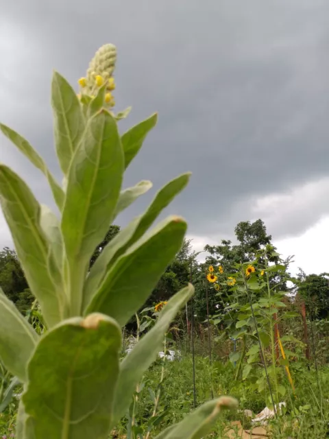 250 Mullein seeds, verbascum thapsus, medicinal, respiratory, herb, non-GMO