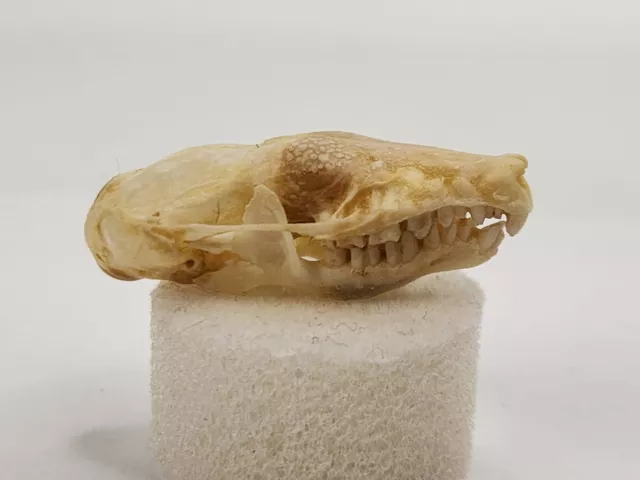 Real Eastern Common Mole Skull - Scalopus aquaticus - American Sourced