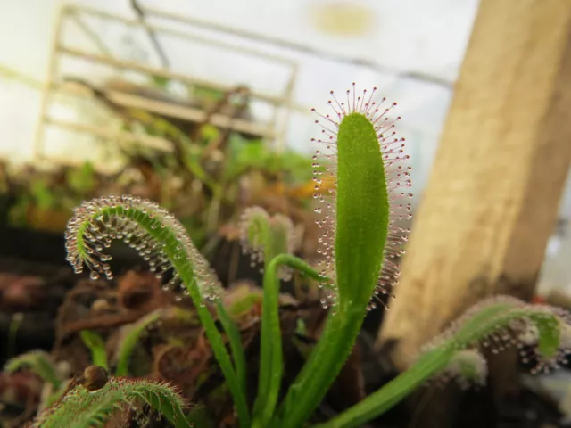 Drosera x Hercules one adult specimen ROOTY rarity