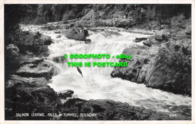 R480754 Salmon Leaping. Falls of Tummel. Pitlochry. 5185. Best Of All Series. J.