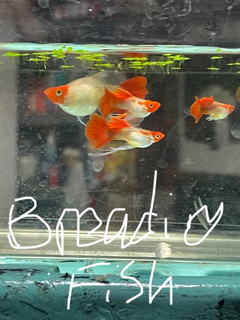 1 trio+1pair extra Red Koi Guppy High Quality-Live Guppies Fish - USA SELLER 1 trio+1pair extra Red Koi Guppy High Quality-Live Guppies Fish - USA SELLER