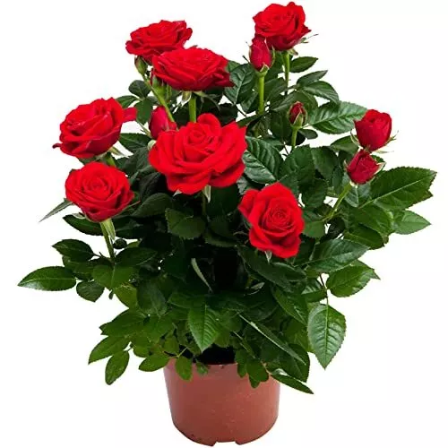 Bright Red Rose BushLarge Flowers RoseRose Plants Live Ready to Plant Outdoors