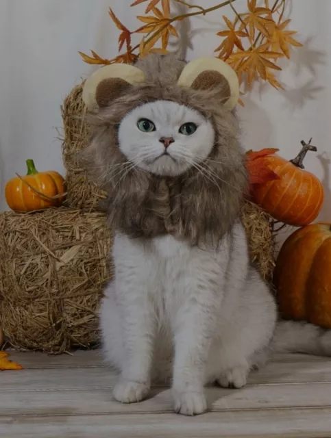 Parrucca leone gatto taglia M cane piccolo gatti costume parrucca cappello per gatti cani Halloween