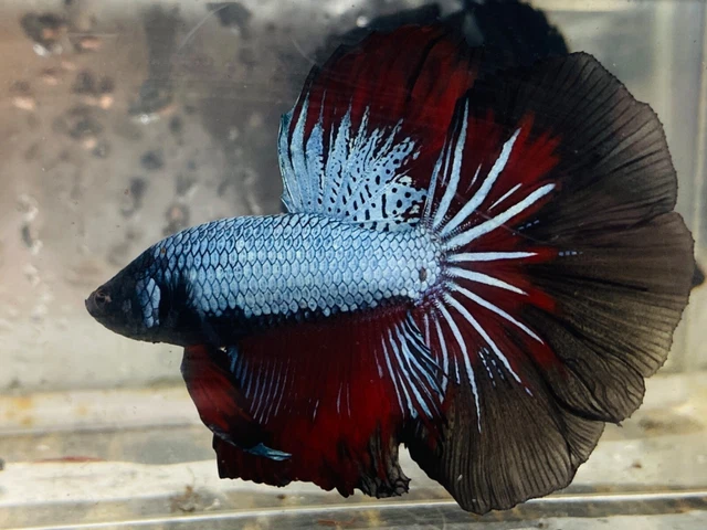 Live Betta Fish Halfmoon Avatar Gordon Vampire Male  (CODE : Y 11)