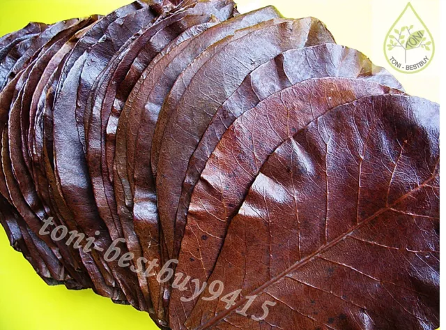 100 pcs. Best Catappa Ketapang Indian Almond Leaves Shrimp Betta Discus Cichlid 2