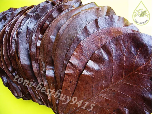 Ketapang Leaves Indian Almond Leaf Catappa 7"x20 pcs Shrimp Betta Discus Cichlid