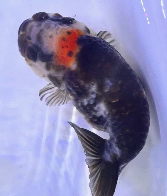 LIVE pond goldfish  Fish~ Goldfish Ranchu goldfish koi pond 4 Inch 2
