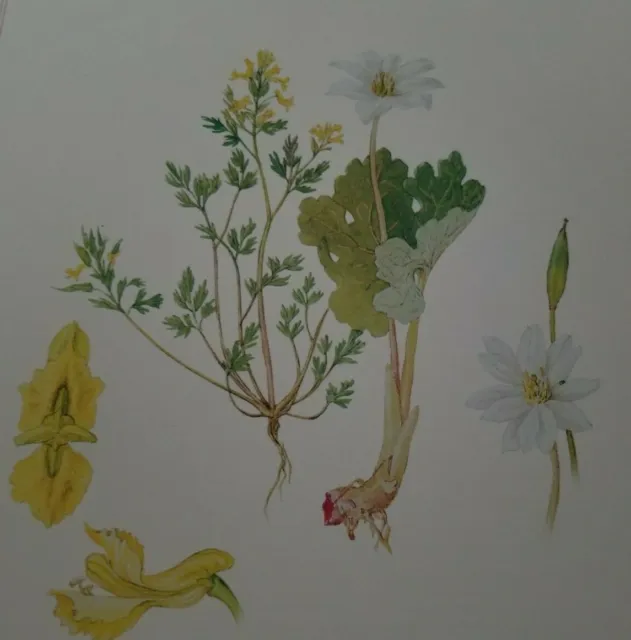 PALE YELLOW CORYDALIS BLOODROOT by Andrey Avinoff Flowers Calendar Print