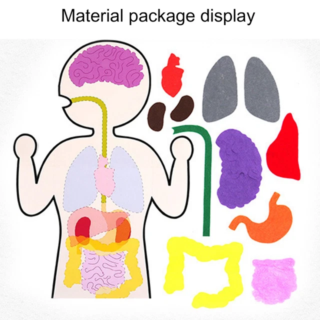 1 Set Human Body Craft Kit Interactive DIY Preschool Internal Organs Craft Kit
