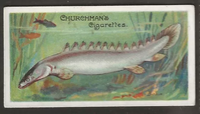 Churchman-Fishes Of The World 1912 (Rare Subject)-#06- Bichir