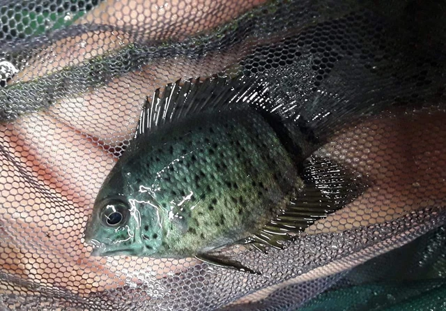 TURQUOISE SEVERUM (Heros efasciatus)