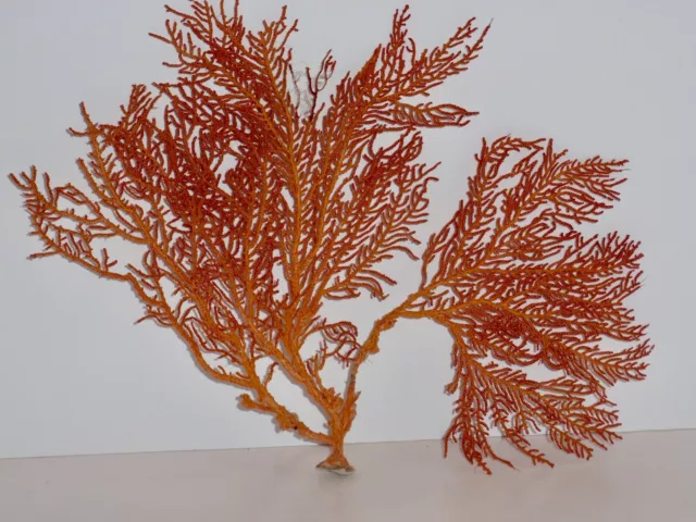 Sea Fan Coral/Orange Natural Real Piece 10"x15"