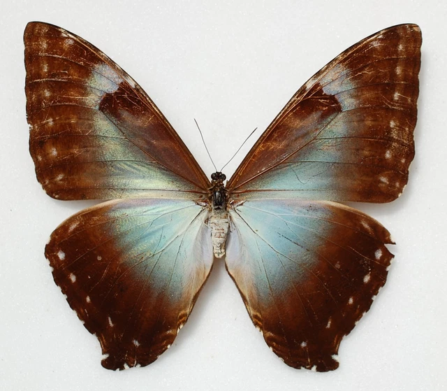 Female Morpho cisseis ssp guhua from Corvinilla Peru