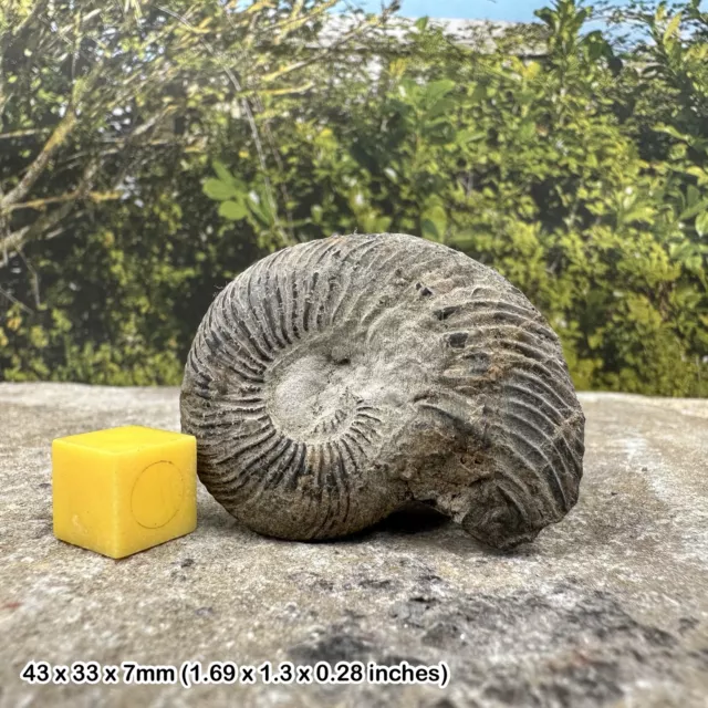 Fossil quenstedtoceras ammonite, jurassic, gloucestershire, uk - british fossil