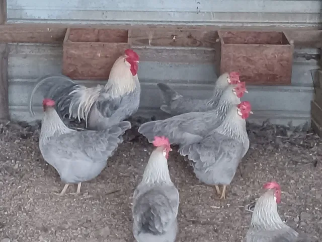 10+ (LF) Isabella Leghorn Chicken Hatching eggs (RARE)