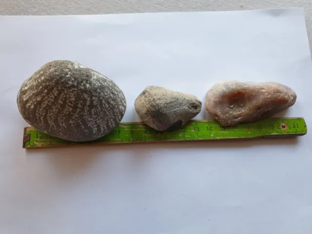 Geschiebe Fossilien - Seeigel ua - Ahrenshoop - sehr alte Sammlung