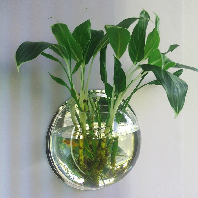 Wall Mounted Hanging Fish Bowl Aquarium Tank Beta Goldfish Plant Home Art Decor