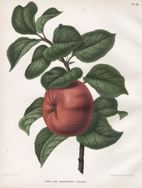 Apfel apple Appel Rosenhänger Zweden fruit Obst litho Lithographie Wendel 1879