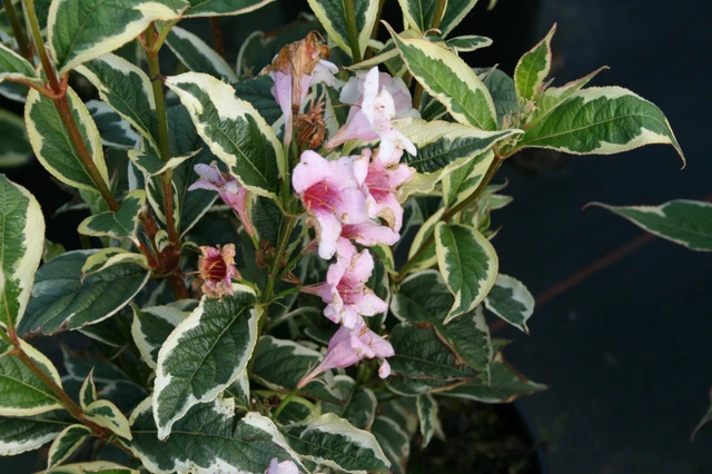 WEIGELIE WEIGELA FLORIDA 'Nana Variegata' 40 60 cm im Container EUR