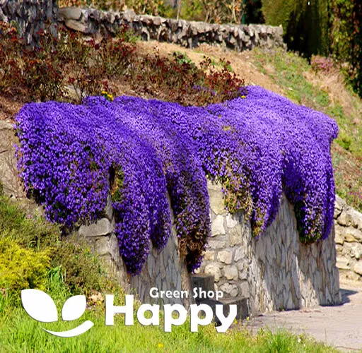 ROCK CRESS CASCADE BLUE - 300 SEEDS - Aubrieta cultorum hybrida - ROCKERY FLOWER