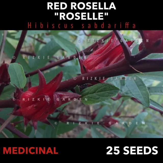 Red Rosella, Roselle, Hibiscus sabdariffa, Asian Vegetable, Medicinal x 25 Seeds