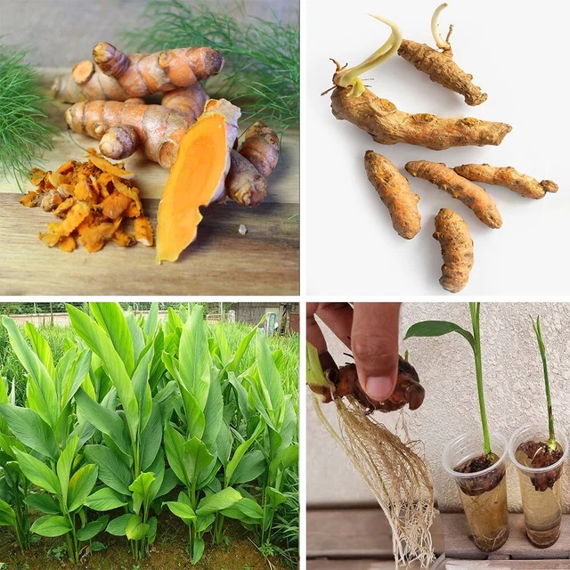 20+ Sprouted turmeric live rhizomes Fresh curcuma Longa Ready To Plant Roots