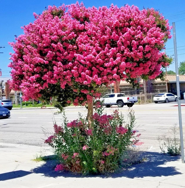 CRAPE MYRTLE TREE SEEDS Crepe (Lagerstroemia Indica) Fast Lilac Flower