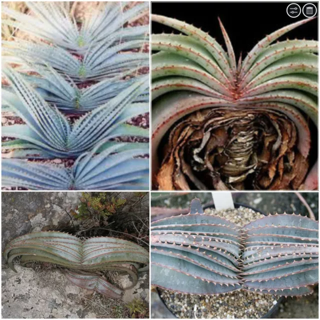 30 graines aloe suprafoliata, plantes grasses, cactus,seed succulents F