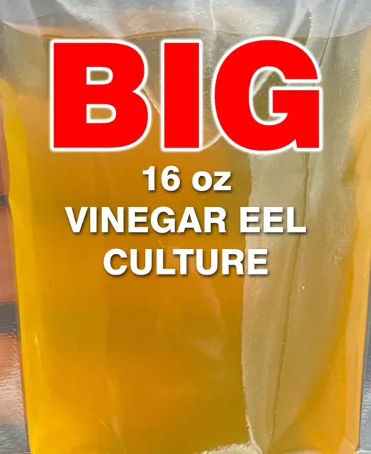 BIG 16 oz Vinegar Eels Live Culture Food Fish Fry - FREE PRIORITY SHIPPING