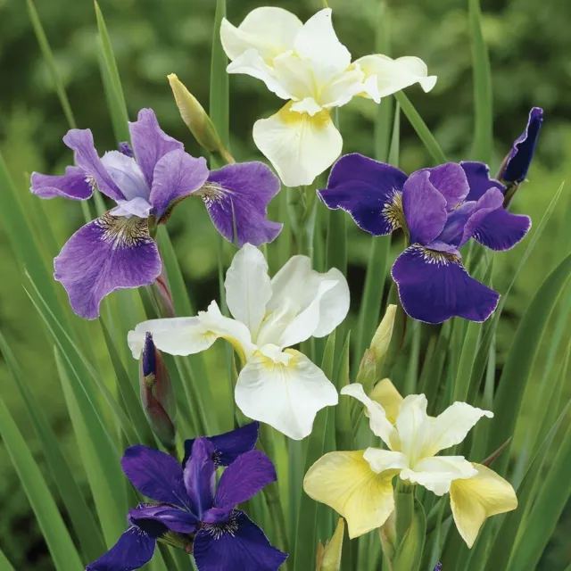 30+ Iris sibirica 'New Hybrids' Siberian Iris Seeds - Assortment of Colors